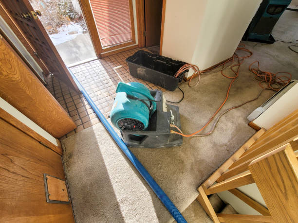Best Water damage contractors near me  in Mallory, WV