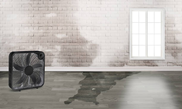 Best Water damage restoration near me  in Mallory, WV
