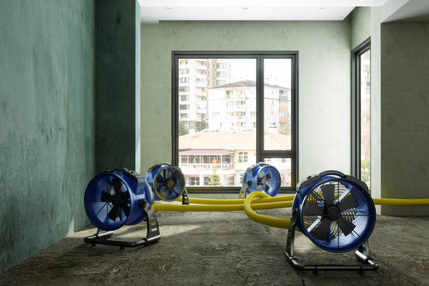 Best Professional water damage repair  in Mallory, WV